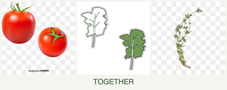 Can you plant tomatoes, kale and thyme together?