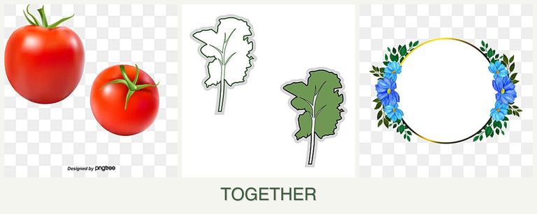 Can you plant tomatoes, kale and zinnias together?