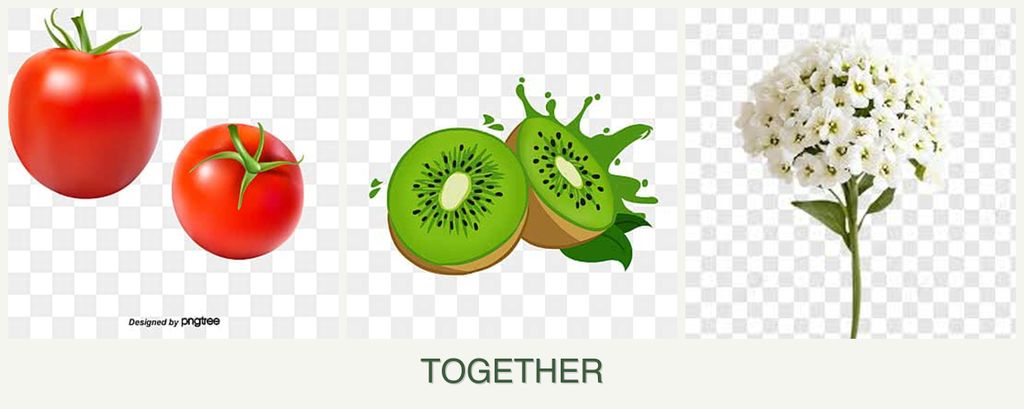 Can you plant tomatoes, kiwi and alyssum together?