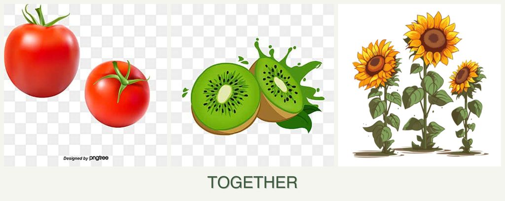 Can you plant tomatoes, kiwi and sunflowers together?