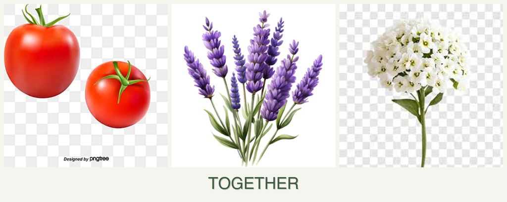 Can you plant tomatoes, lavender and alyssum together?