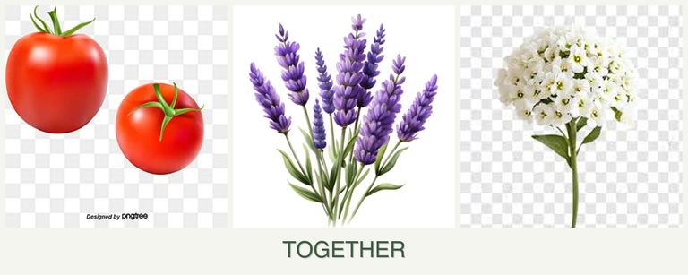 Can you plant tomatoes, lavender and alyssum together?