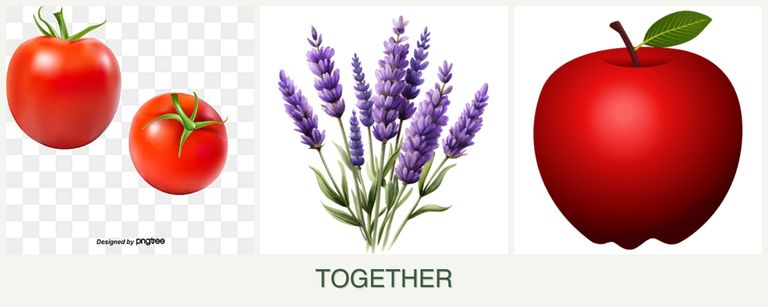 Can you plant tomatoes, lavender and apples together?