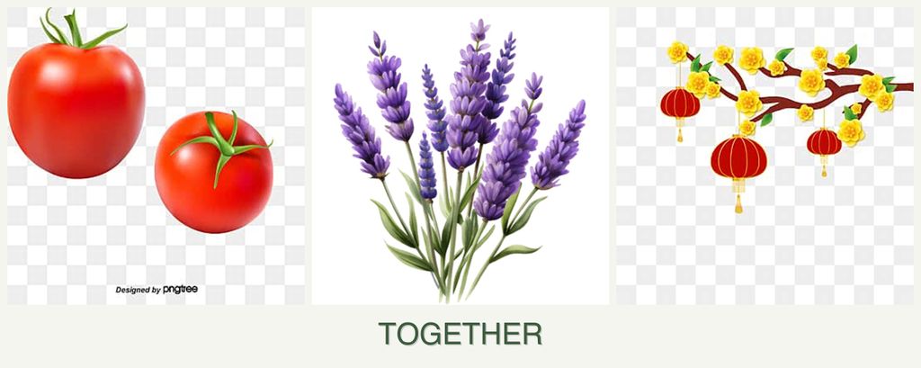 Can you plant tomatoes, lavender and apricots together?