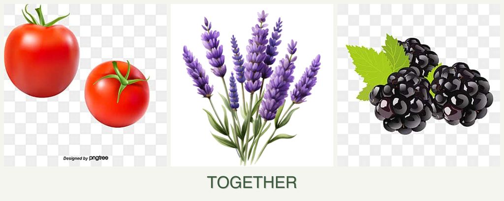 Can you plant tomatoes, lavender and blackberries together?