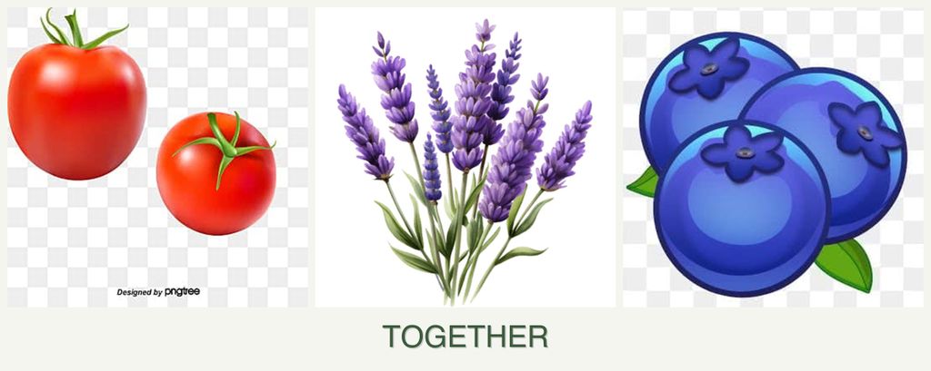 Can you plant tomatoes, lavender and blueberries together?