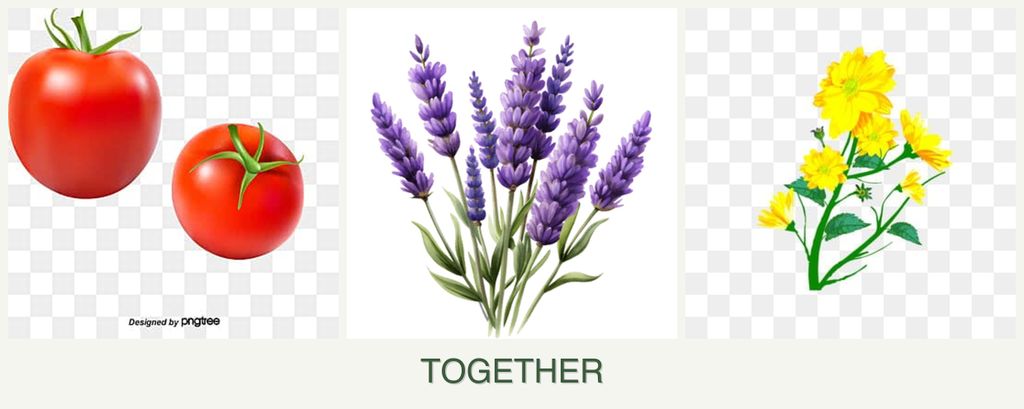 Can you plant tomatoes, lavender and calendula together?