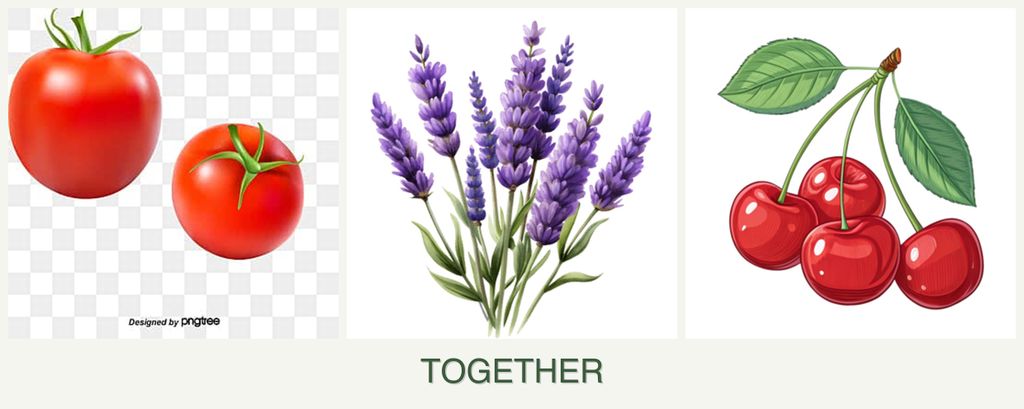 Can you plant tomatoes, lavender and cherries together?