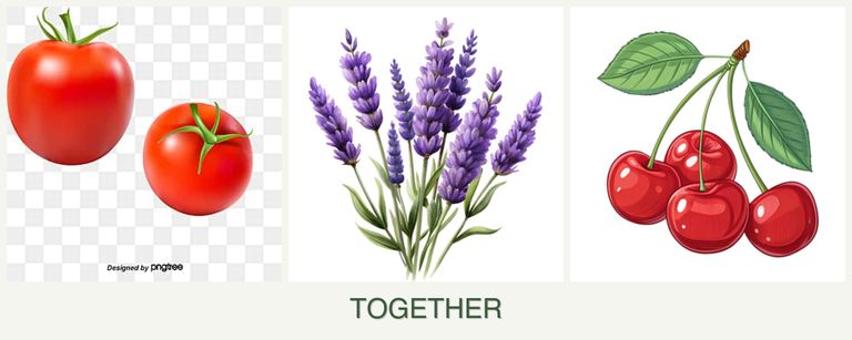Can you plant tomatoes, lavender and cherries together?