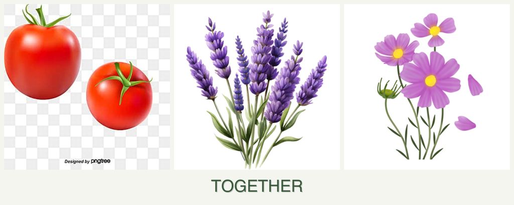 Can you plant tomatoes, lavender and cosmos together?