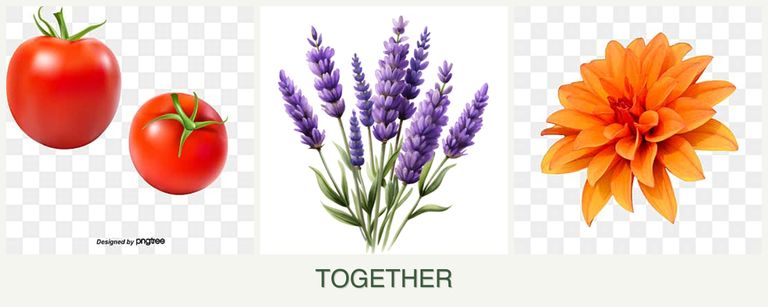 Can you plant tomatoes, lavender and dahlias together?