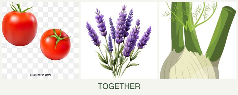 Can you plant tomatoes, lavender and fennel together?