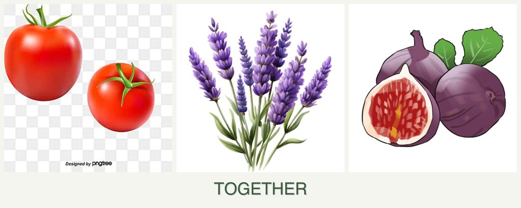 Can you plant tomatoes, lavender and figs together?