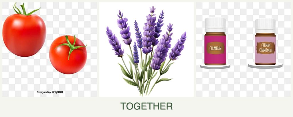 Can you plant tomatoes, lavender and geraniums together?