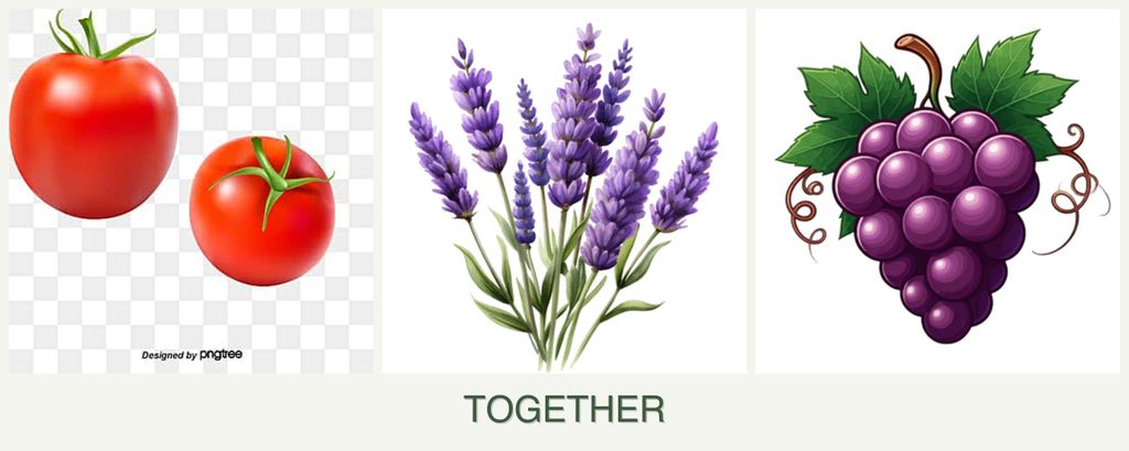 Can you plant tomatoes, lavender and grapes together?