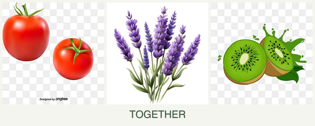 Can you plant tomatoes, lavender and kiwi together?
