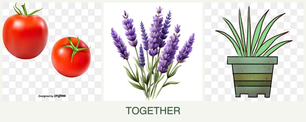 Can you plant tomatoes, lavender and lemongrass together?
