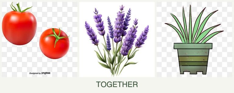 Can you plant tomatoes, lavender and lemongrass together?