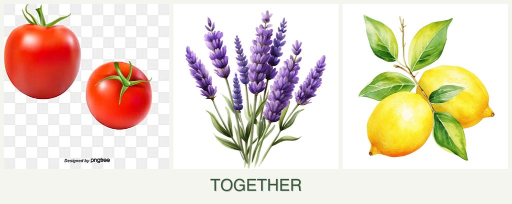 Can you plant tomatoes, lavender and lemons together?