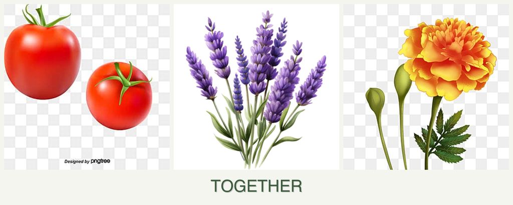 Can you plant tomatoes, lavender and marigolds together?