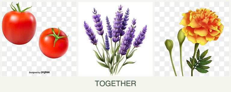 Can you plant tomatoes, lavender and marigolds together?