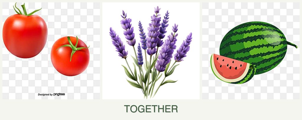 Can you plant tomatoes, lavender and melons together?