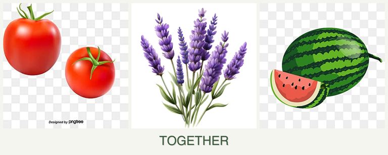 Can you plant tomatoes, lavender and melons together?
