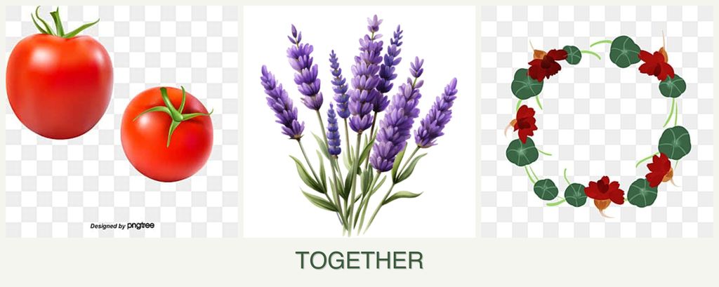 Can you plant tomatoes, lavender and nasturtiums together?