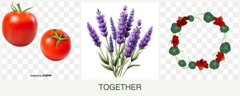 Can you plant tomatoes, lavender and nasturtiums together?