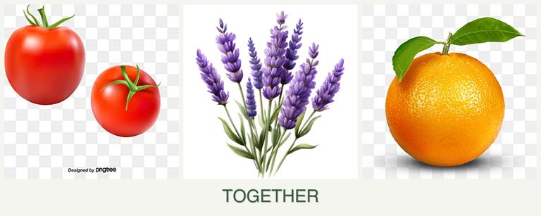 Can you plant tomatoes, lavender and oranges together?