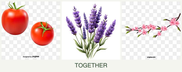 Can you plant tomatoes, lavender and peaches together?