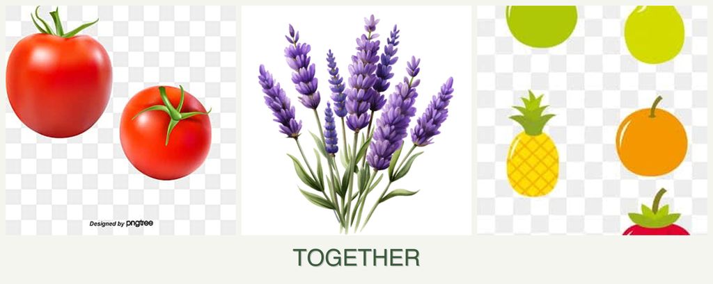 Can you plant tomatoes, lavender and pears together?