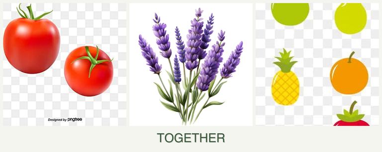 Can you plant tomatoes, lavender and pears together?
