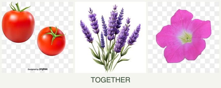 Can you plant tomatoes, lavender and petunias together?