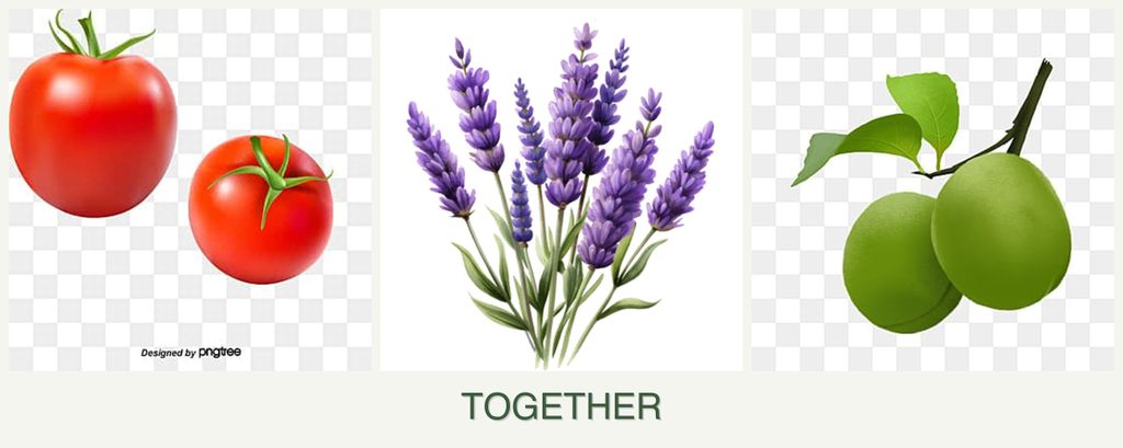 Can you plant tomatoes, lavender and plums together?