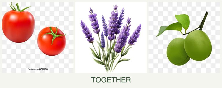 Can you plant tomatoes, lavender and plums together?