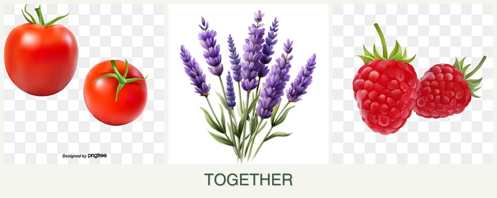Can you plant tomatoes, lavender and raspberries together?