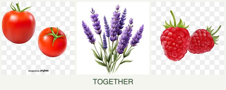 Can you plant tomatoes, lavender and raspberries together?