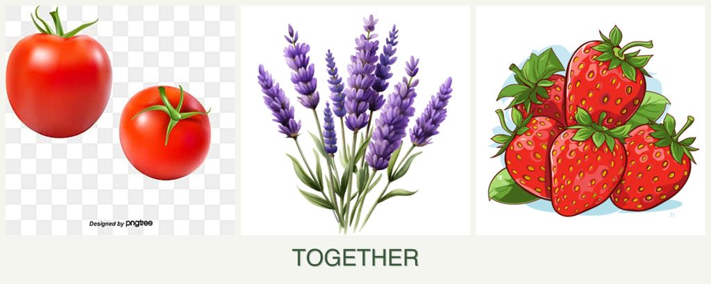 Can you plant tomatoes, lavender and strawberries together?