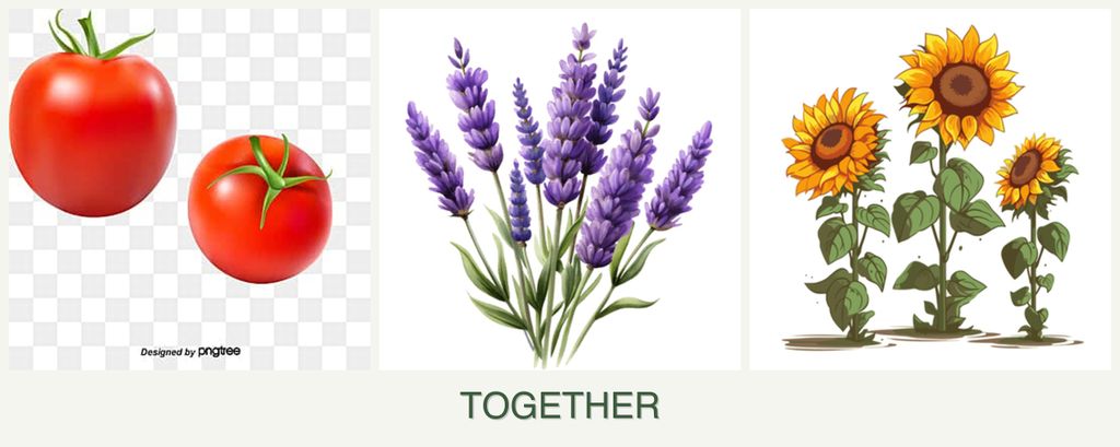Can you plant tomatoes, lavender and sunflowers together?