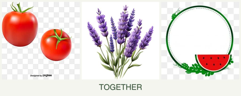 Can you plant tomatoes, lavender and watermelons together?