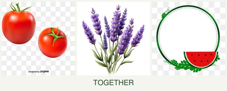 Can you plant tomatoes, lavender and watermelons together?