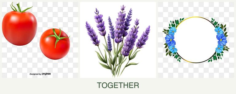 Can you plant tomatoes, lavender and zinnias together?