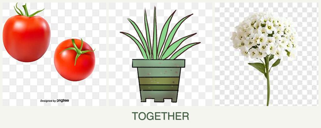 Can you plant tomatoes, lemongrass and alyssum together?