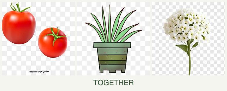 Can you plant tomatoes, lemongrass and alyssum together?