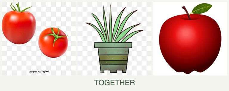 Can you plant tomatoes, lemongrass and apples together?