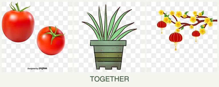 Can you plant tomatoes, lemongrass and apricots together?