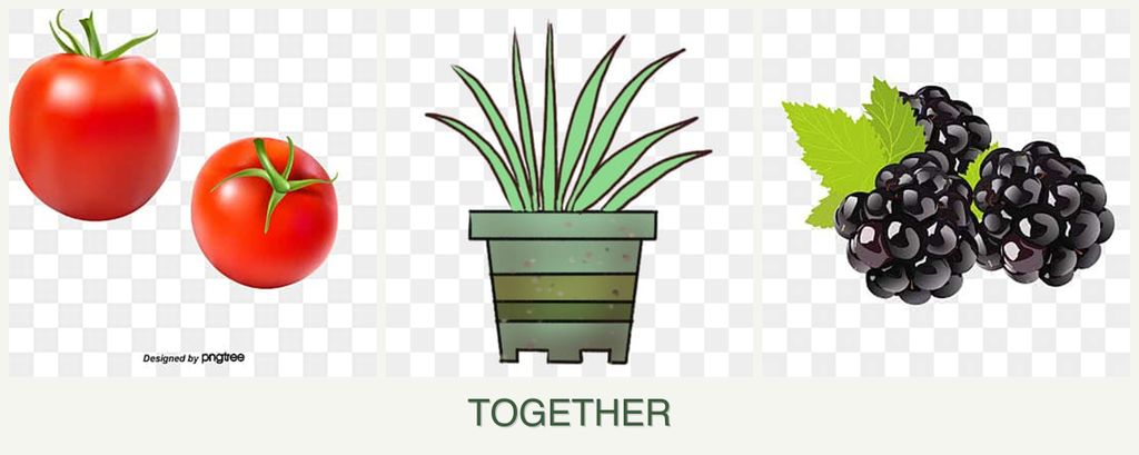 Can you plant tomatoes, lemongrass and blackberries together?