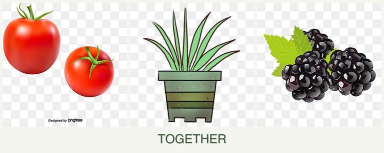 Can you plant tomatoes, lemongrass and blackberries together?