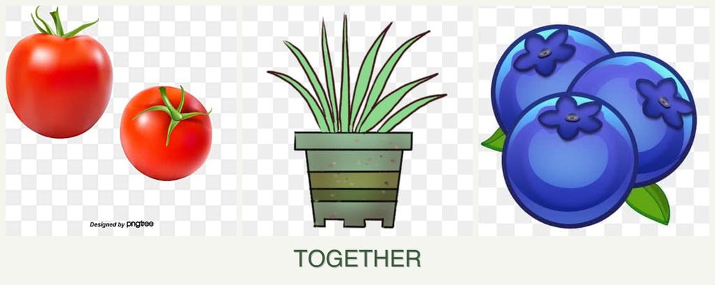 Can you plant tomatoes, lemongrass and blueberries together?